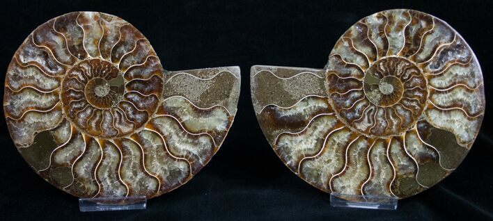 Beautiful Agatized Ammonite Pair #11013